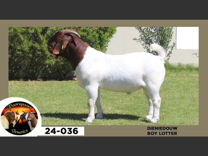 24-036  |  Boy Lotter - Dieniedouw