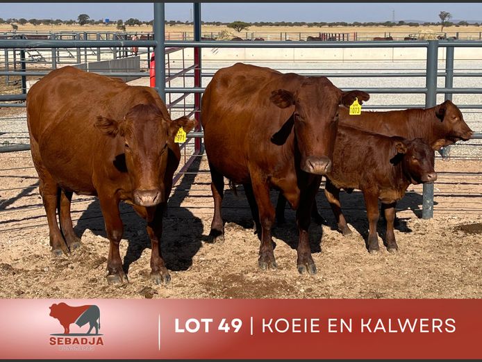 Commercial Animals | Sebadja Bonsmaras