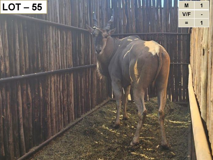 ELAND | HANLEY