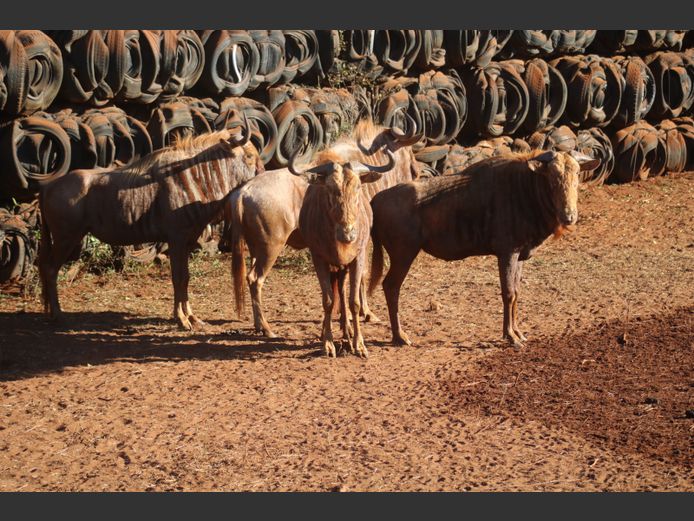 Goue Wildebees