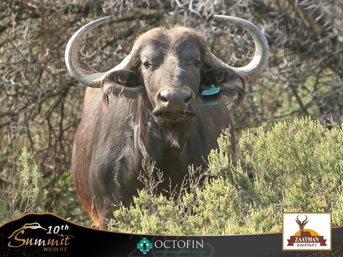 Buffalo Mixed Group