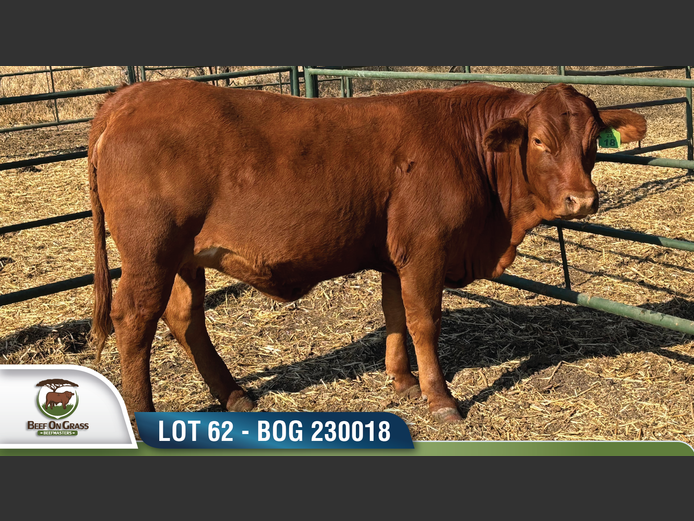 BOG 230018 | BEEF ON GRASS