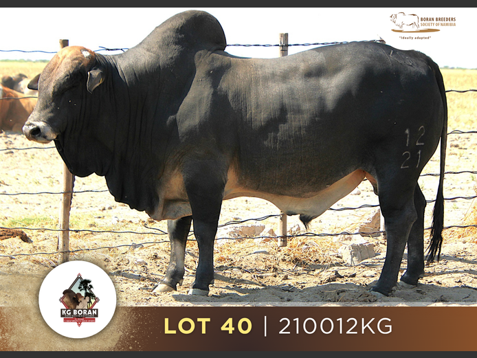 21-0012KG | GUNZEL BORAN