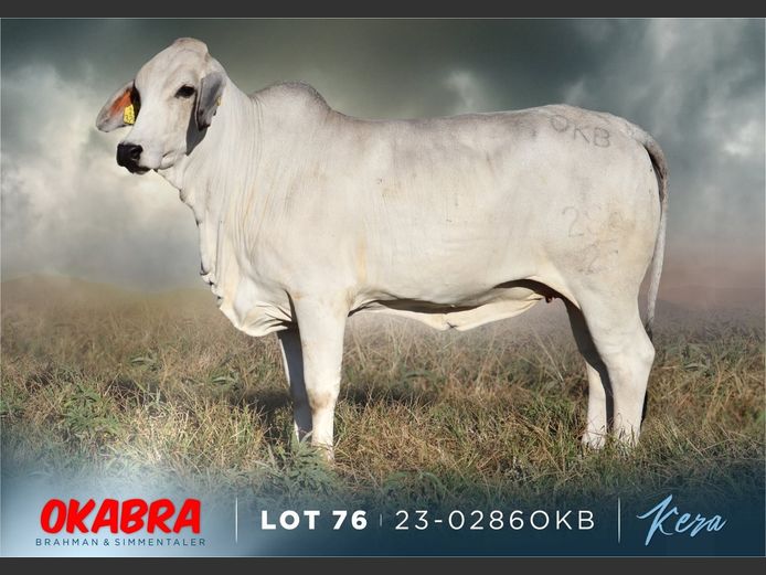 23-0286 OKB | OKABRA BRAHMAN