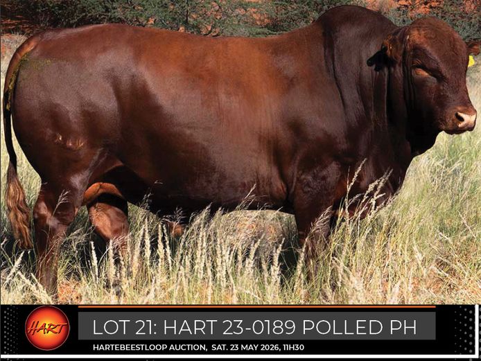 HART230189Pp(c) | HARTEBEESTLOOP BONSMARA