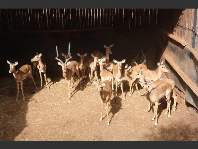Rooibok 