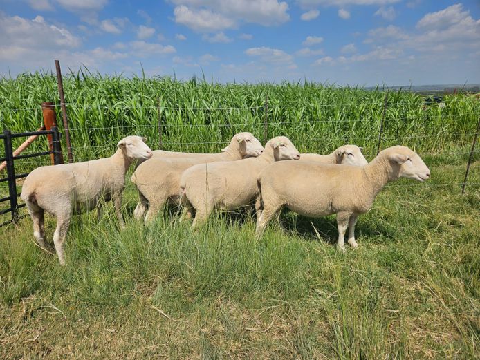 Commercial Animals | Hoogland Boerdery