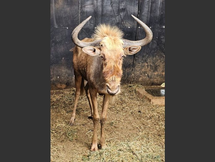 GOLDEN GNU | CHAZAKAMATS