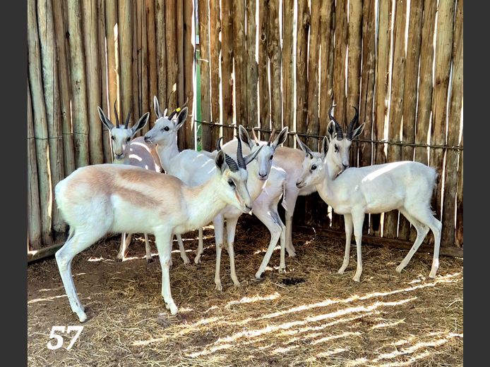 WIT SPRINGBOK | CGOC