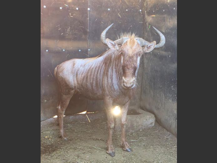 GOUE WILDEBEES | DIPHOFU