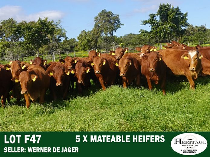 Female Animals | Werner ⁠de Jager