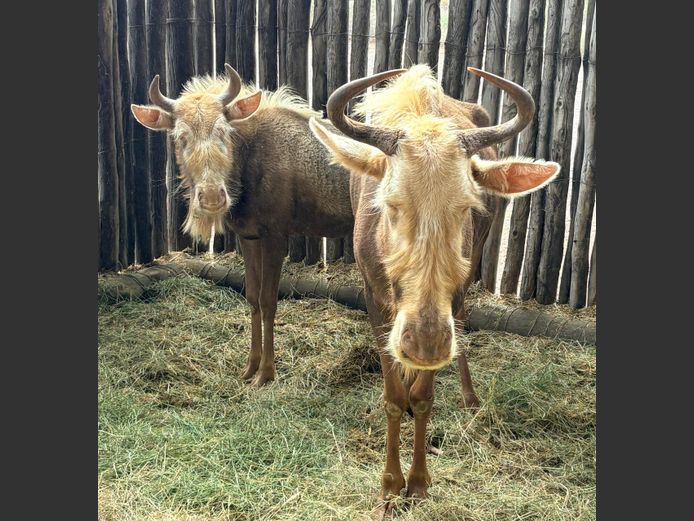 Konings Wildebees Koei