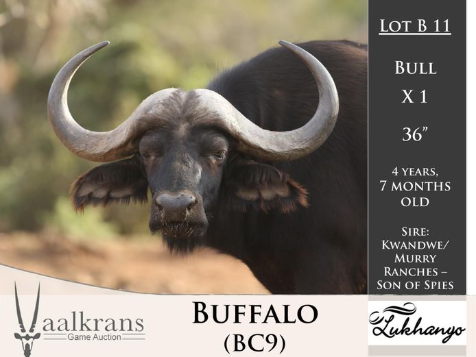 Buffalo Bull