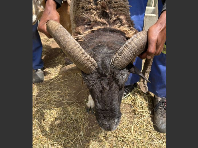 Drie Horing Skaap Ram