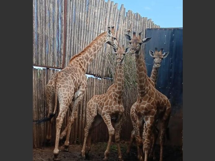 KAMEELPERD | JJ VAN HEERDEN