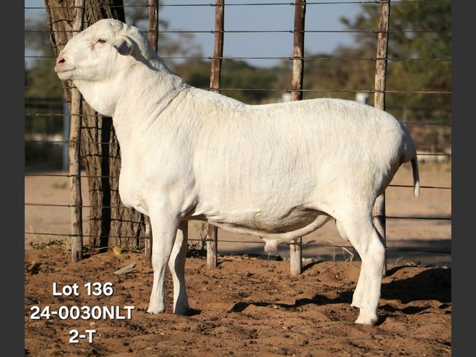 24-0030NLT | A KRENZ