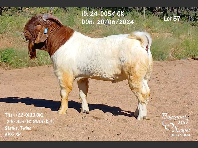 24-0054 OK | Kayser Boergoat Stud