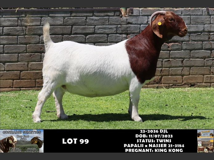 23-2036 DJL | DIRK LOUW