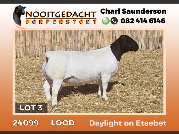 24099 | NOOITGEDACHT  DORPERS