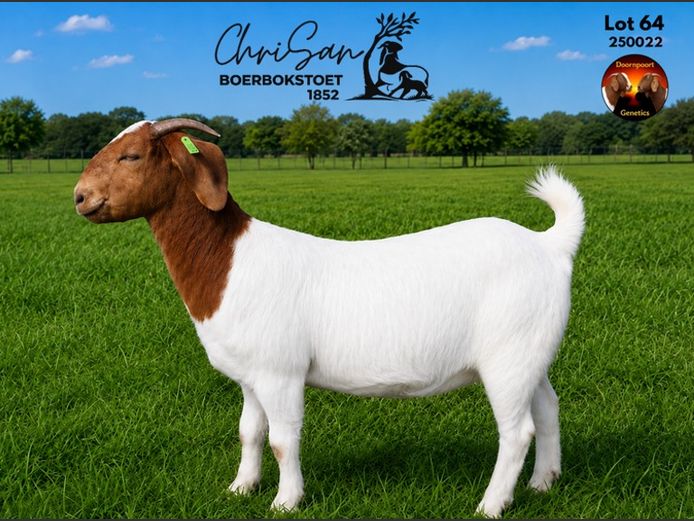 1852250022 | CHRISAN BOERBOKSTOET