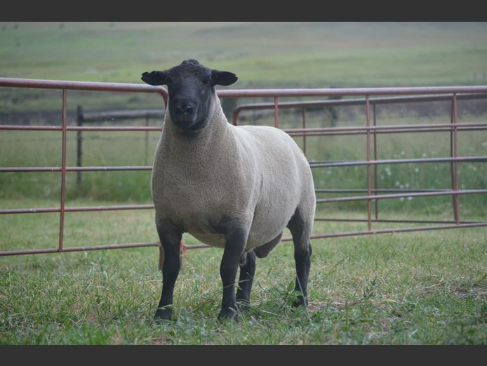 301 240075 | TWEESEUNS