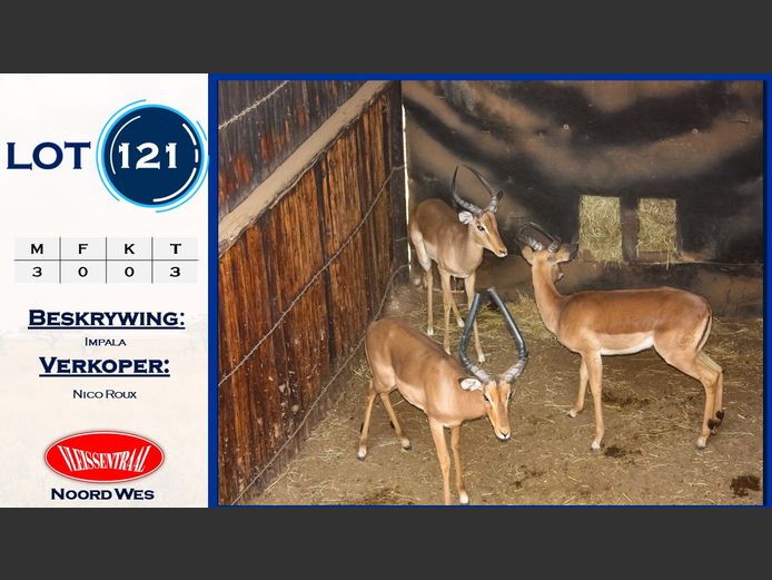 Impala