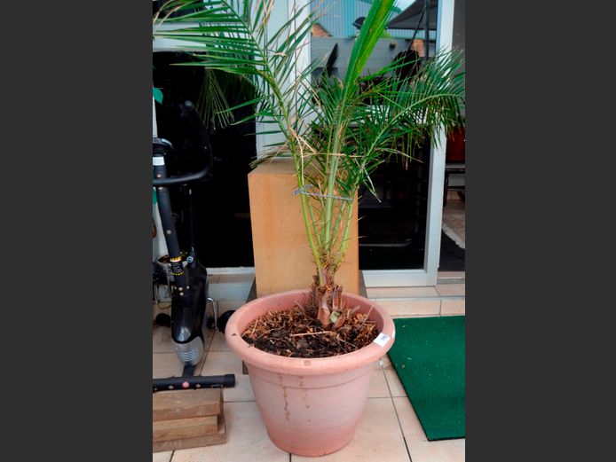 PALM TREE IN PLASTIC PLANTER