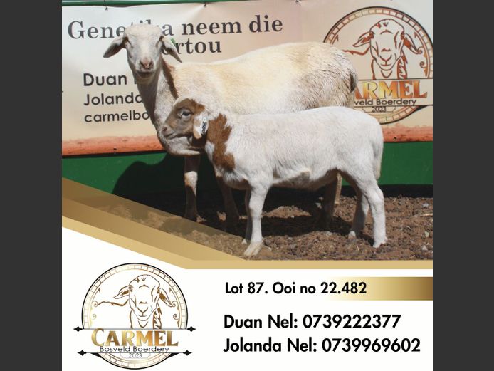22-482 | CARMEL BOSVELD BOERDERY