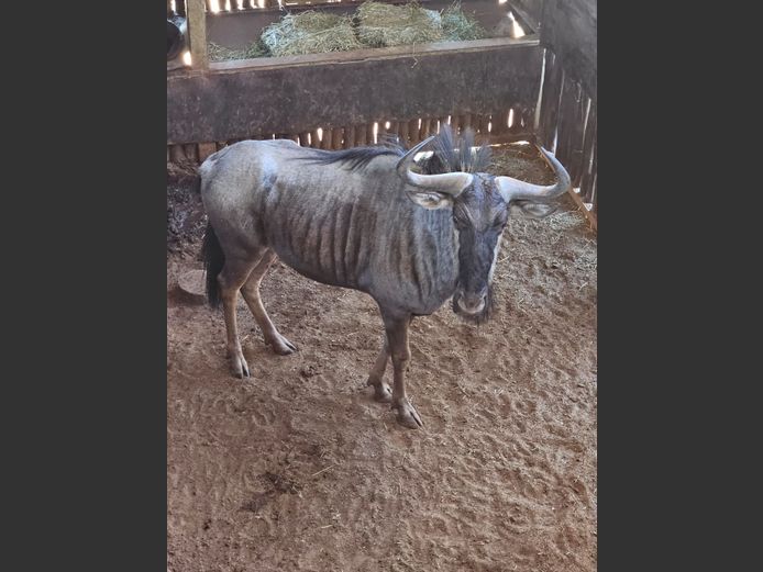BLUE WILDEBEEST | RHINO