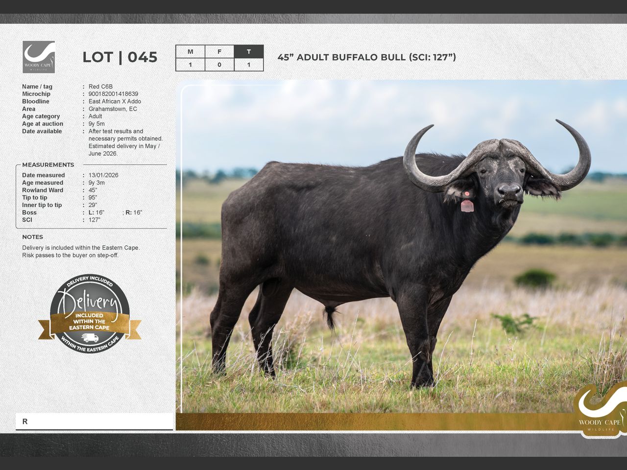 Lot 45 | WOODY CAPE WILDLIFE AUCTION | SwiftVEE | South Africa’s ...