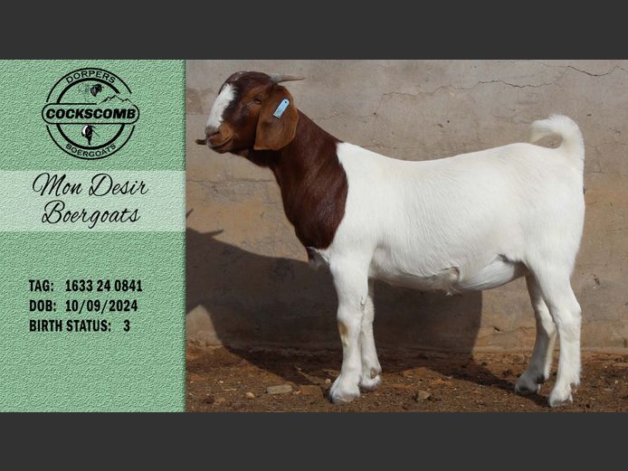 1633 24 0841 | Mon Desir Boergoats