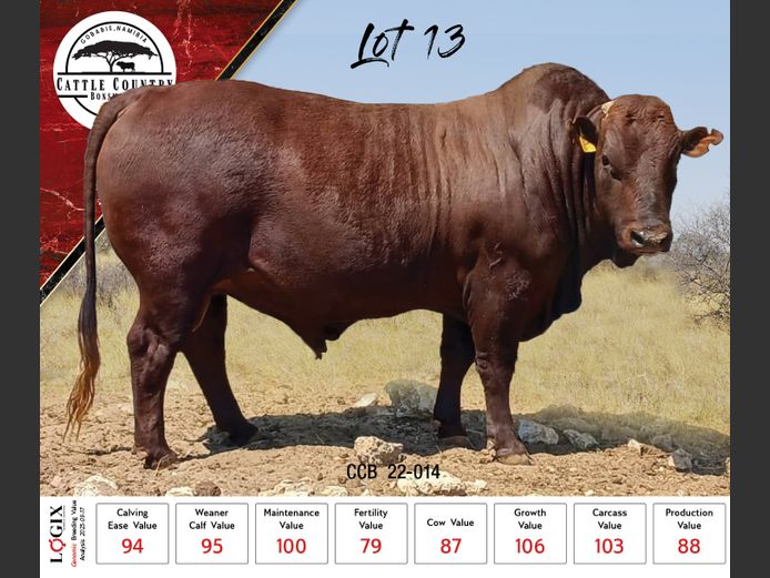 CCB 220014 | CATTLE COUNTRY BONSMARAS