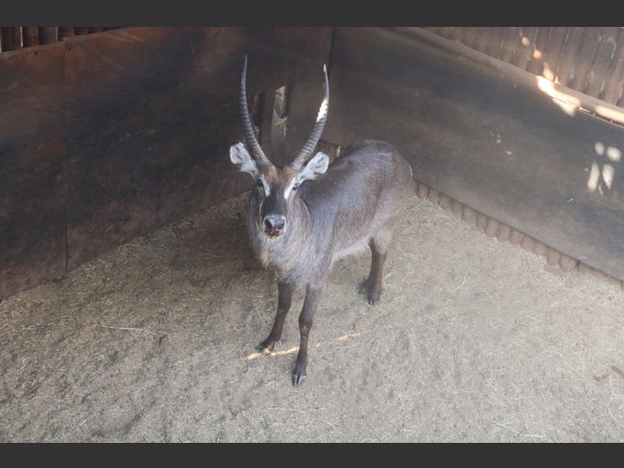 Waterbok