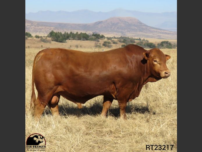 RT23217 | TEDDER AR