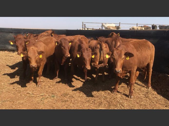 Pregnant Heifers