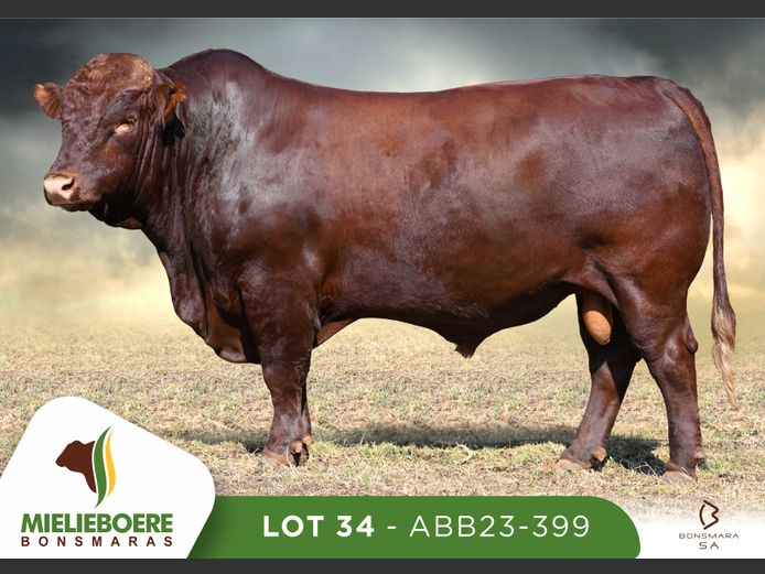 ABB 230399 | ALLEM BROTHERS (PTY) LTD