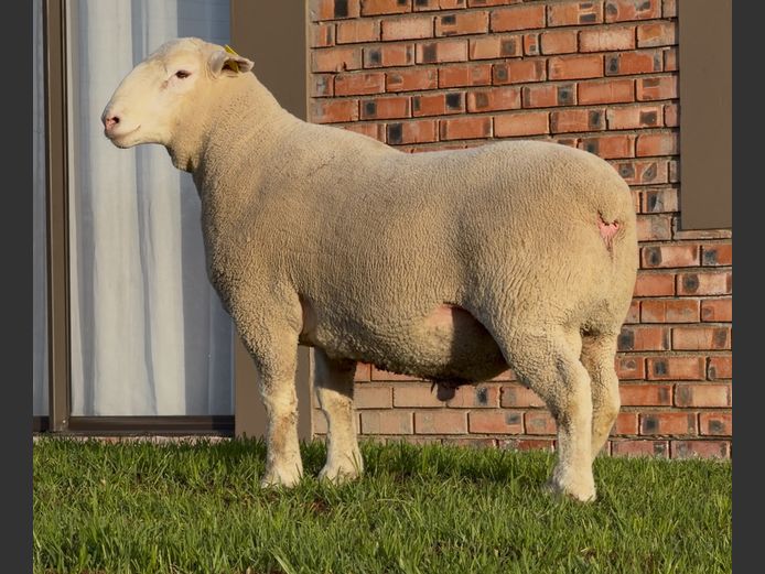 DH250127 | HEYMAN STUD FARM PTY LTD