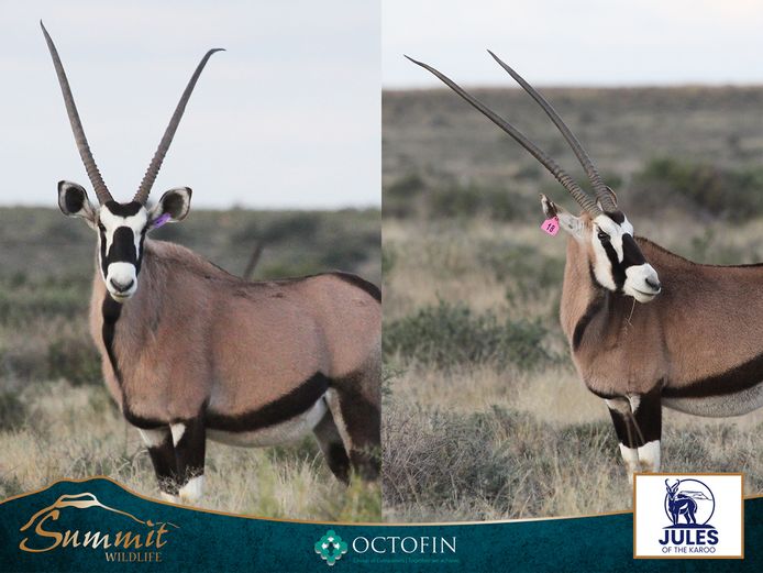 41"+ ORYX COWS RUNNING WITH 46" BULL