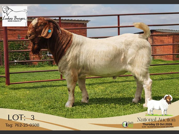 762-25-0508 | AWA Burger Boerbokstoet