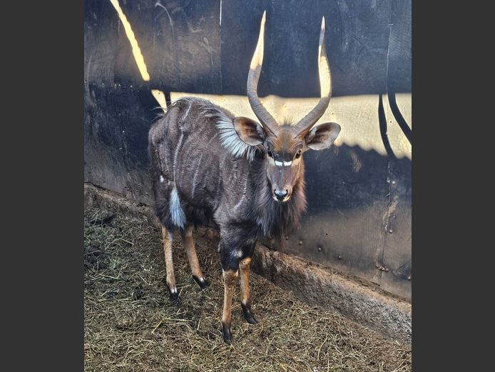 NYALA | BIG HORN