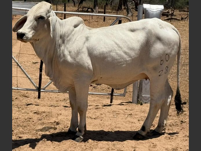 23-0060BH | PANGII BRAHMANE