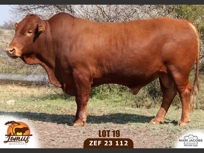 ZEF230112 HH(c) | LAMUS BONSMARA