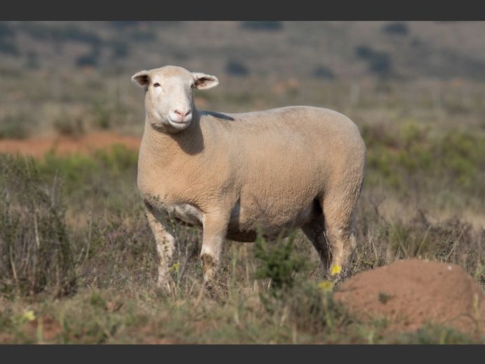 DZ240307 | 2 STEYNS BOERDERY