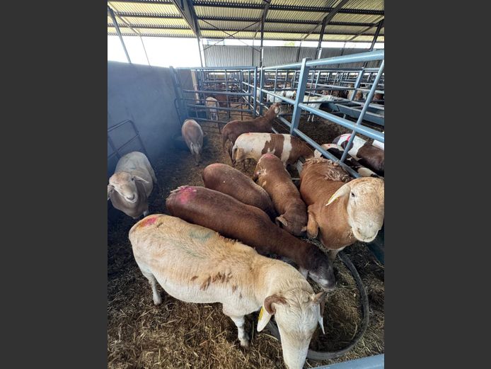 MEATMASTER | LOUMA BOERDERY