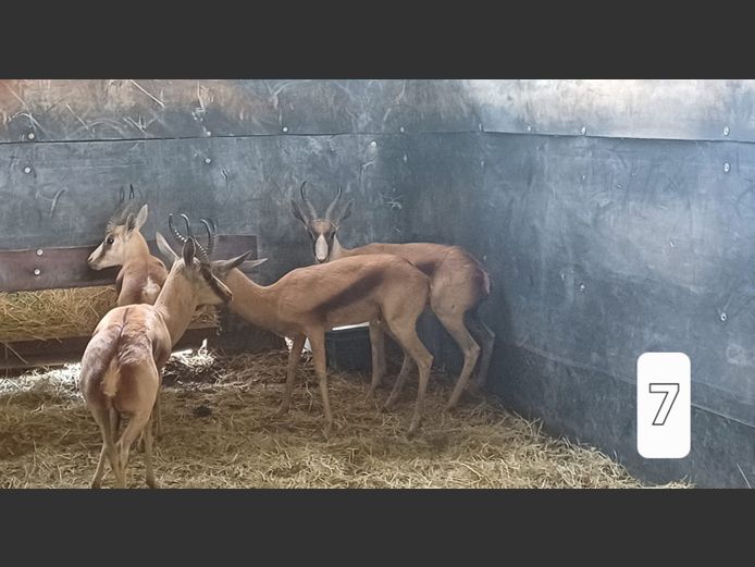 KOPER SPRINGBOK | AL BADENHORST