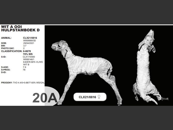 WIT A OOI HULPSTAMBOEK D | CLX21/0816 ♀