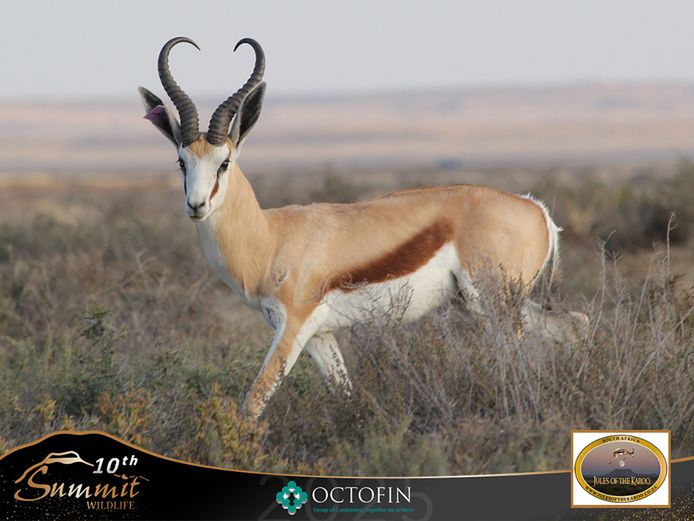 17 7/8" Springbok Ram