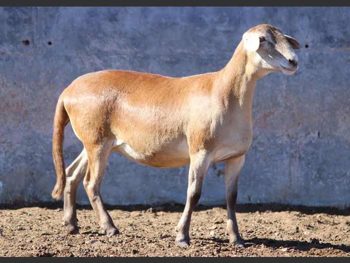 CRL 24.335 | Riaan Liebernberg - Hanri Meatmasters