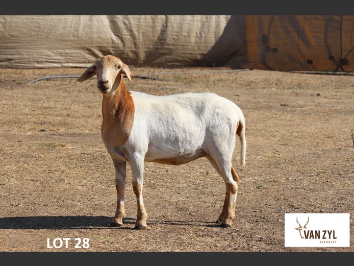 25-15 | VAN ZYL BOERDERY