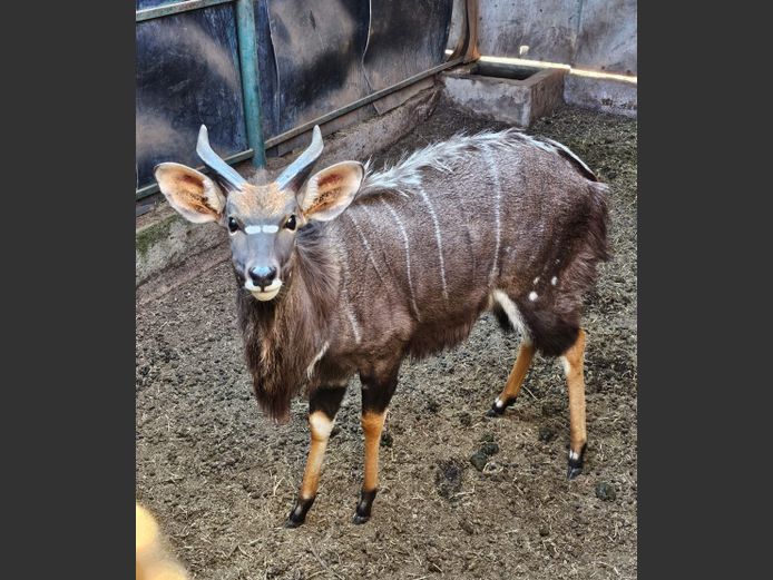 NYALA | KORO CREEK